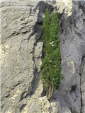 Cupressus sempervirens