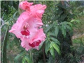 Gladiola