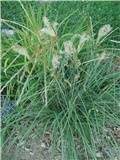 Miscanthus