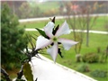 Pachypodium saundersii