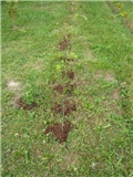 žganci