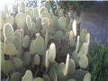 Opuntia- Lošinj