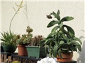 Crassula falcata