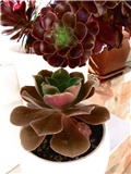 aeonium