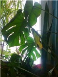 filodendron1