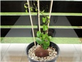 Testudinaria elephantipes