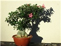 Adenium obesum