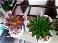 echeveria