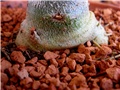 Adenium obesum caudex