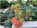 Echeveria pulvinata Ruby 