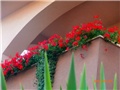 pelargonija