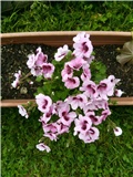 Engleska pelargonija