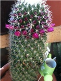 mammillaria