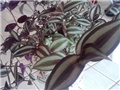 tradescantia zebrina