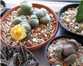 pleiospilos