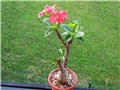 Pachypodium baronii windsori