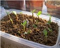  swazicum seedling
