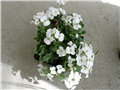 bijeli arabis