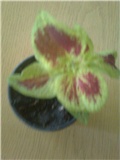 coleus