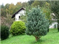 pinus sylvestris watereri