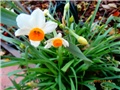 narcisi