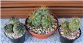 copiapoa