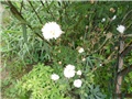 bijeli aster