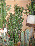 Opuntia