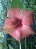 Hibiskus