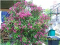 Weigela