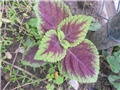 coleus