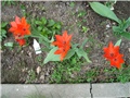 tulipani