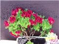Susjedova engleska pelargonija