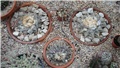 ariocarpus