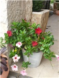 sandevila