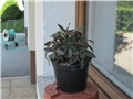 Dorstenia foetida