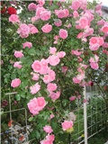 roze ruže penjačice