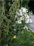 phisostegia