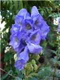 Aconitum carmichaelii