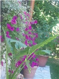 moj vrt