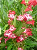 penstemon