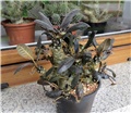 Dorstenia foetida