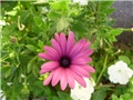 osteospermum