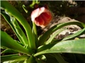 lewisia