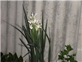 bijeli iris1