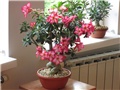 Adenium obesum