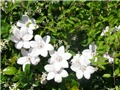 klematis