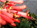 Phygelius