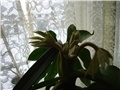 aralia