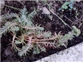 sedum reflexum
